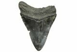 Fossil Megalodon Tooth - South Carolina #368400-1